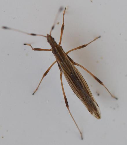 Berytinus minor